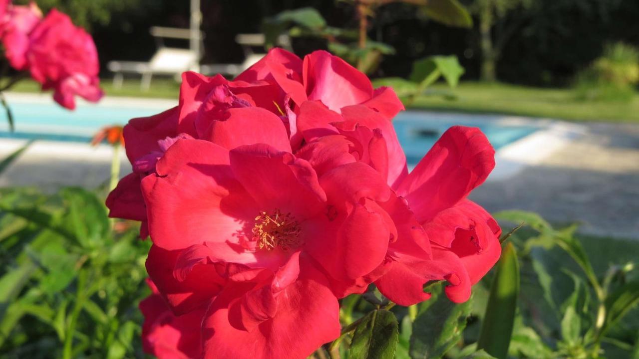 Il Gelso Di Barcuzzi Bed and Breakfast Lonato Buitenkant foto