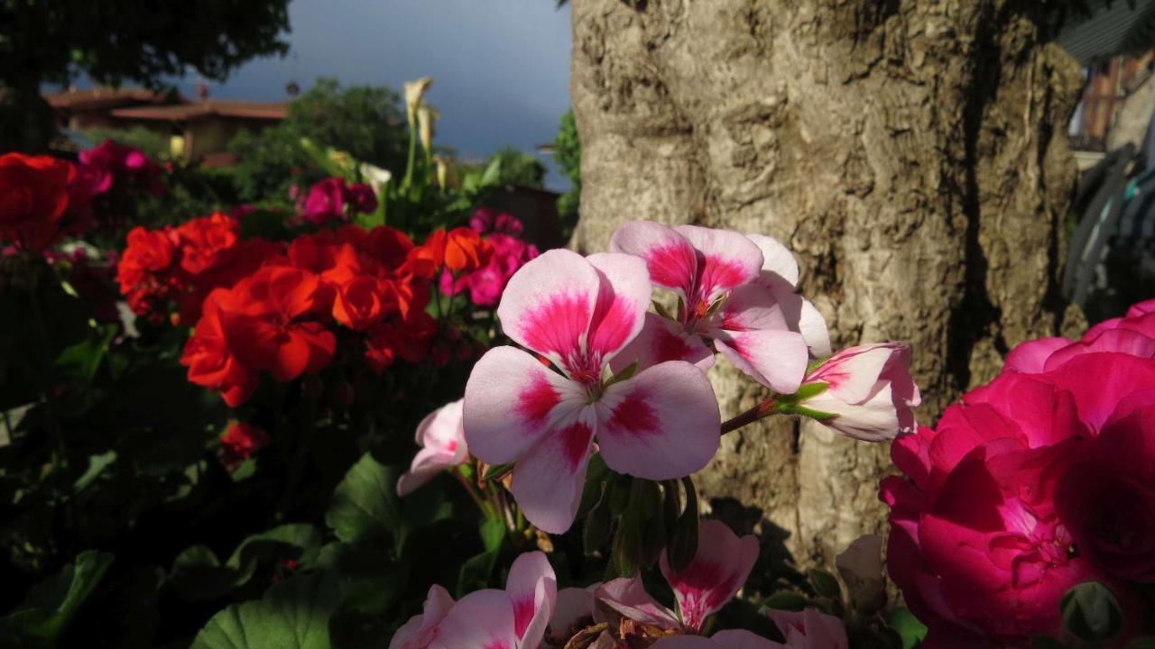 Il Gelso Di Barcuzzi Bed and Breakfast Lonato Buitenkant foto